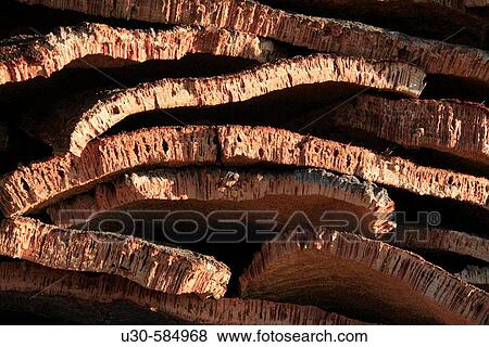 Stock Photo - Cork oak (Quercus suber). Valdelosa, Salamanca province, Spain.. Fotosearch