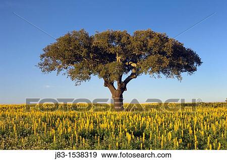 Cork oak tree Quercus suber in a blooming yellow Lupin field, Alentejo, Portugal View Large Photo Image Stock Photo - Cork oak tree Quercus suber in a blooming yellow Lupin field, Alentejo, Portugal. Fotosearch