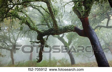 Cork oaks in Los Alcornocales Natural Park. Cadiz province, Andalucia, Spain View Large Photo Image Stock Image - Cork oaks in Los Alcornocales Natural Park. Cadiz province, Andalucia, Spain. Fotosearch