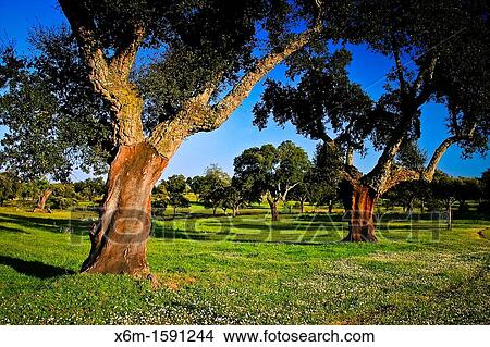 Cork oaks Quercus suber and grassland or dehesa Monfrag? e National Park and UNESCO Biosphere Reserve Caceres, Extremadura, Spain View Large Photo Image Picture - Cork oaks Quercus suber and grassland or dehesa Monfrag? e National Park and UNESCO Biosphere Reserve Caceres, Extremadura, Spain. Fotosearch