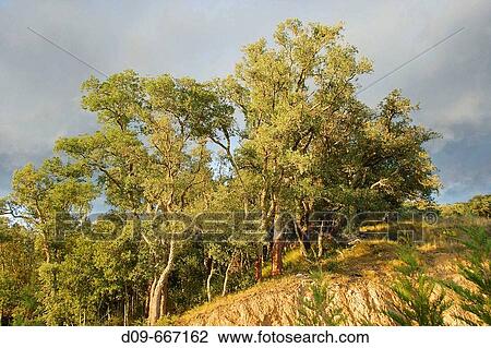 Cork Oaks (Quercus suber). El Maresme, Barcelona Province. Catalunya, Spain. View Large Photo Image Stock Image - Cork Oaks (Quercus suber). El Maresme, Barcelona Province. Catalunya, Spain.. Fotosearch