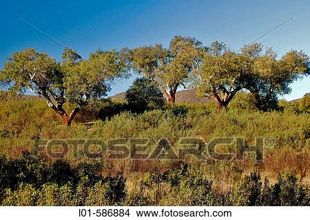 Cork oaks (Quercus suber). Sierra de San Pedro. CBceres province. Extremadura. Spain, View Large Photo Image Picture - Cork oaks (Quercus suber). Sierra de San Pedro. CBceres province. Extremadura. Spain,. Fotosearch