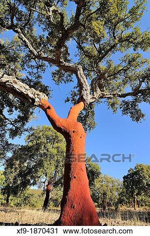 Cork Quercus suber CBceres province Extremadura Spain View Large Photo Image Stock Image - Cork Quercus suber CBceres province Extremadura Spain. Fotosearch
