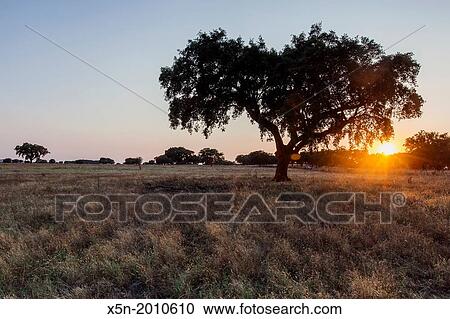 Cork Tree, Alentejo, Portugal, Europe. View Large Photo Image Stock Image - Cork Tree, Alentejo, Portugal, Europe.. Fotosearch