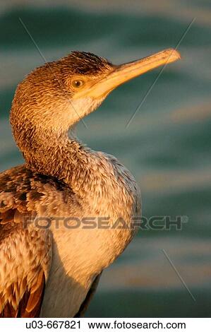 Cormoran. Balearic islands. Mallorca. Mediterranean Sea. View Large Photo Image Stock Image - Cormoran. Balearic islands. Mallorca. Mediterranean Sea.. Fotosearch