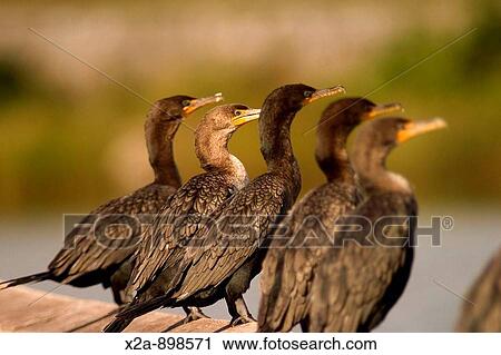 Cormorant bird, Everglades, Florida, USA View Large Photo Image Stock Image - Cormorant bird, Everglades, Florida, USA. Fotosearch