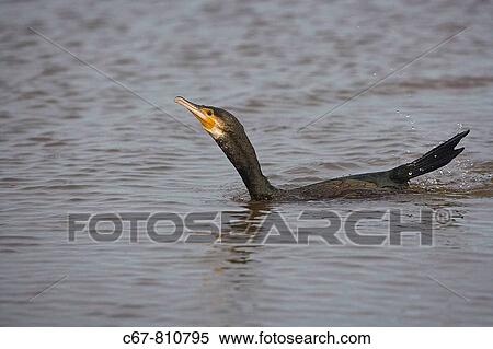 Cormorant Male Phalacrocorax carbo fishing View Large Photo Image Stock Photography - Cormorant Male Phalacrocorax carbo fishing. Fotosearch