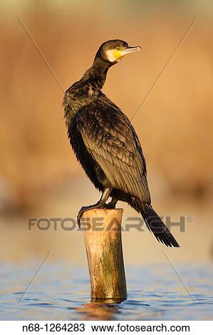 Cormorant Phalacrocorax carbo at S? albufera, Majorca, Spain View Large Photo Image Stock Image - Cormorant Phalacrocorax carbo at S? albufera, Majorca, Spain. Fotosearch