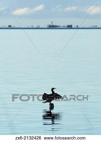 Cormorant (Phalacrocorax carbo) at Alfacs Bay. Ebro River Delta Natural Park, Tarragona province, Catalonia, Spain. View Large Photo Image Stock Photograph - Cormorant (Phalacrocorax carbo) at Alfacs Bay. Ebro River Delta Natural Park, Tarragona province, Catalonia, Spain.. Fotosearch