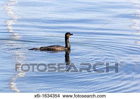 Cormorant Phalacrocorax carbo, Swimming in Harbour Waters, Searching for Food, Gillelje, Sjaelland, Denmark View Large Photo Image Picture - Cormorant Phalacrocorax carbo, Swimming in Harbour Waters, Searching for Food, Gillelje, Sjaelland, Denmark. Fotosearch