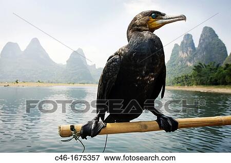 Cormorant, Yangshuo, Li River, Guangxi, China. View Large Photo Image Stock Photo - Cormorant, Yangshuo, Li River, Guangxi, China.. Fotosearch