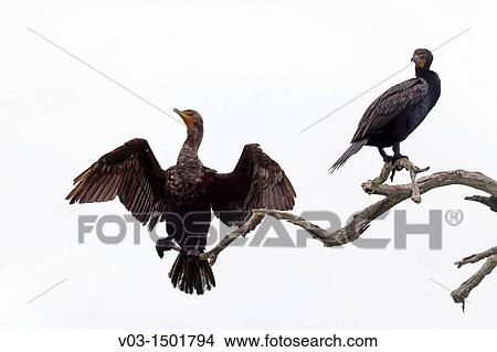 Cormorants at Rio Lagartos Natural Park: A place to watch wildlife and flamingos, Yucatan, Mexico View Large Photo Image Picture - Cormorants at Rio Lagartos Natural Park: A place to watch wildlife and flamingos, Yucatan, Mexico. Fotosearch