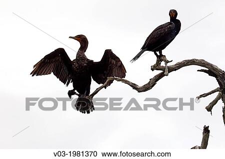 Cormorants at Rio Lagartos Natural Park: A place to watch wildlife and flamingos, Yucatan, Mexico. View Large Photo Image Stock Image - Cormorants at Rio Lagartos Natural Park: A place to watch wildlife and flamingos, Yucatan, Mexico.. Fotosearch