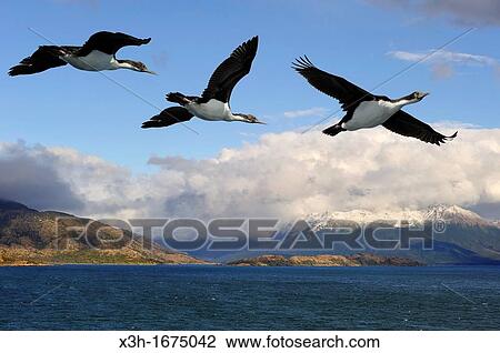 cormorants, Beagle Channel Northeast branch, Tierra del Fuego, Patagonia, Chile, South America View Large Photo Image Stock Image - cormorants, Beagle Channel Northeast branch, Tierra del Fuego, Patagonia, Chile, South America. Fotosearch
