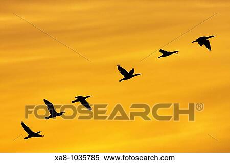 Cormorants flying at sunset, Spain View Large Photo Image Stock Photography - Cormorants flying at sunset, Spain. Fotosearch