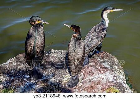 Stock Photo - Cormorants On Lake Hawassa, Hawassa, Ethiopia.. Fotosearch