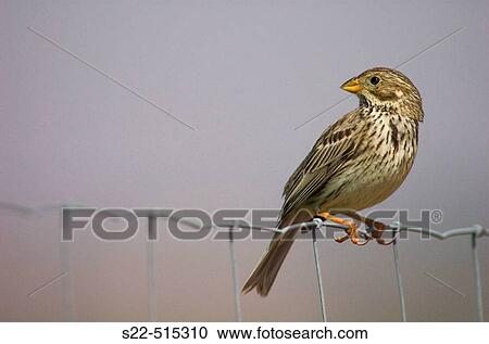 Stock Image - Corn Bunting adult (Miliaria calandra) perching on wire fence.. Fotosearch