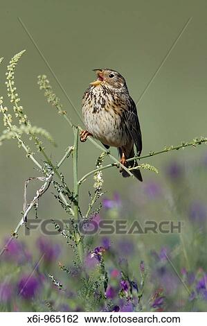 Stock Image - Corn Bunting Emberiza calandra, perched on plant, singing, Portugal. Fotosearch