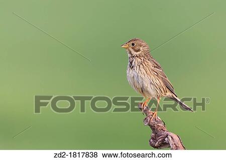 Corn Bunting Emberiza calandra perched on branch Lleida Catalonia Spain View Large Photo Image Stock Photo - Corn Bunting Emberiza calandra perched on branch Lleida Catalonia Spain. Fotosearch