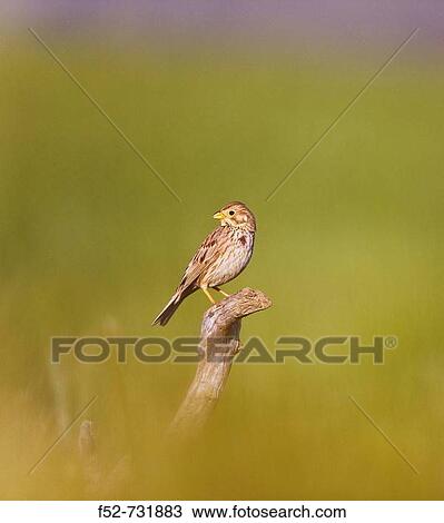 Corn Bunting (Miliaria calandra), Doana National Park. Huelva province, Andalucia, Spain View Large Photo Image Stock Image - Corn Bunting (Miliaria calandra), Doana National Park. Huelva province, Andalucia, Spain. Fotosearch