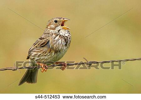 Corn Bunting (Miliaria calandra). Sevilla province. Andalucia. Spain. View Large Photo Image Stock Image - Corn Bunting (Miliaria calandra). Sevilla province. Andalucia. Spain.. Fotosearch