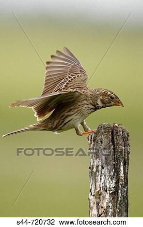 Corn Bunting (Miliaria calandra). Andalusia. spain View Large Photo Image Stock Image - Corn Bunting (Miliaria calandra). Andalusia. spain. Fotosearch