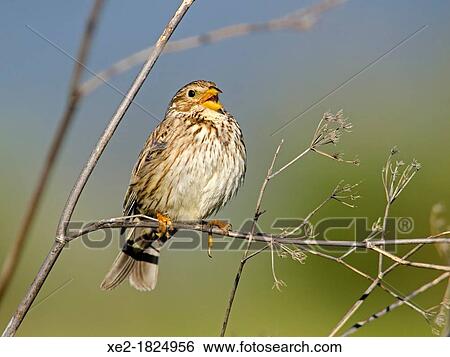 Stock Photograph - Corn Bunting - Miliaria calandra, Lesbos, Greece. Fotosearch