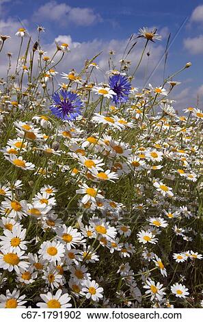 Corn Chamomile Anthemis arvensis and Corn Flowers View Large Photo Image Stock Image - Corn Chamomile Anthemis arvensis and Corn Flowers. Fotosearch