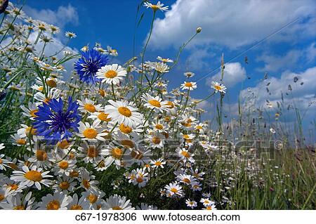 Stock Photograph - Corn Chamomile Anthemis arvensis old sheep hurdle.. Fotosearch