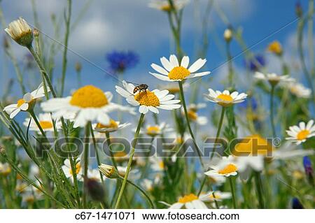Corn Chamomile Anthemis arvensis With Corn flowers & Poppies View Large Photo Image Stock Image - Corn Chamomile Anthemis arvensis With Corn flowers & Poppies. Fotosearch