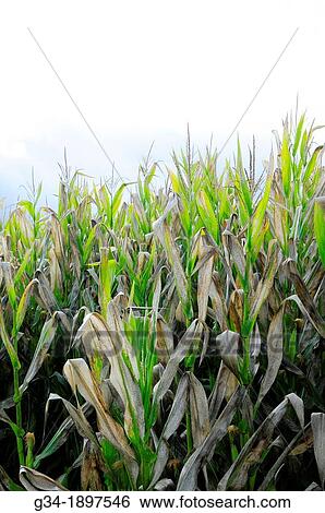 Stock Photograph - Corn cluster. Fotosearch