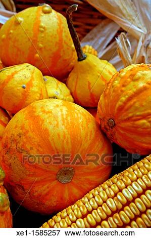 corn cobs and pumpkins. View Large Photo Image Stock Photo - corn cobs and pumpkins.. Fotosearch