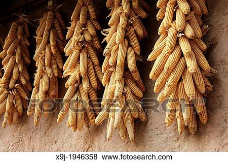 Corn cobs drying, china, asia View Large Photo Image Stock Photo - Corn cobs drying, china, asia. Fotosearch