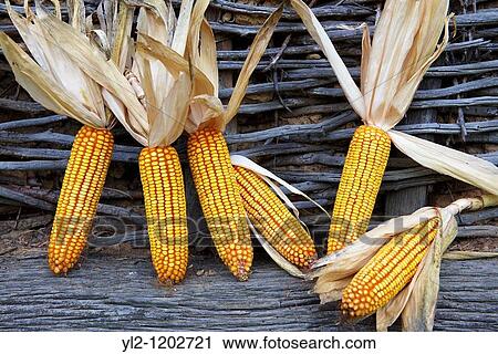 Stock Image - Corn cobs drying - Hungary. Fotosearch