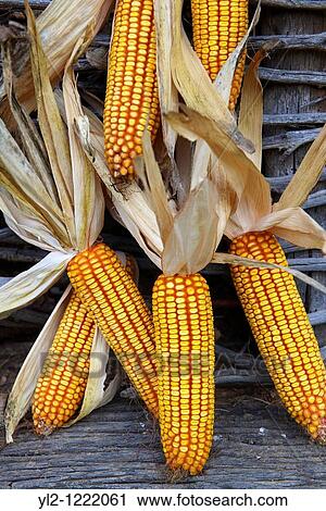 Corn cobs drying - Hungary View Large Photo Image Stock Image - Corn cobs drying - Hungary. Fotosearch