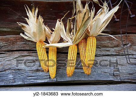 Corn cobs drying - Hungary View Large Photo Image Stock Image - Corn cobs drying - Hungary. Fotosearch
