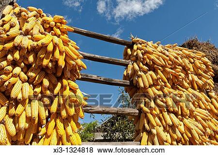 Corn cobs drying in the sun, Baisha, near Lijiang, Yunnan Province, China View Large Photo Image Stock Photo - Corn cobs drying in the sun, Baisha, near Lijiang, Yunnan Province, China. Fotosearch