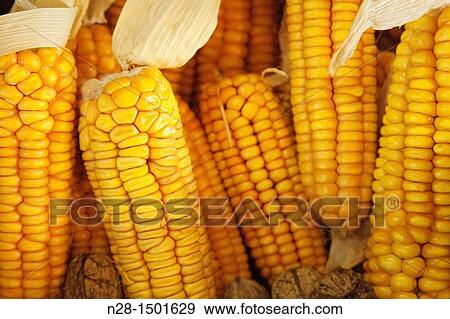 Stock Photo - Corn cobs.. Fotosearch