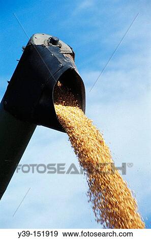 Corn, combine harvester View Large Photo Image Stock Photo - Corn, combine harvester. Fotosearch