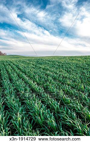 Corn crops in rows on a farm in Carroll County Maryland USA View Large Photo Image Stock Photo - Corn crops in rows on a farm in Carroll County Maryland USA. Fotosearch