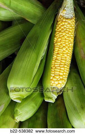 Corn ear, fruits and vegetables market View Large Photo Image Stock Image - Corn ear, fruits and vegetables market. Fotosearch