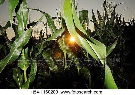 Stock Image - Corn field at sunset. Fotosearch