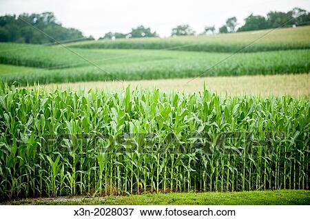 Corn field. Delta Pennsylvania USA View Large Photo Image Stock Photo - Corn field. Delta Pennsylvania USA. Fotosearch