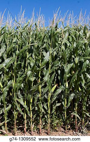 Corn Field Idaho Farmland USA View Large Photo Image Stock Image - Corn Field Idaho Farmland USA. Fotosearch