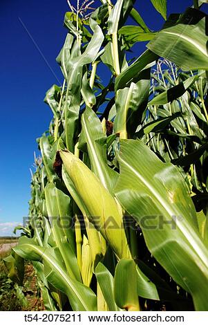 Stock Image - Corn field in Germany before harvest on a summers day. Fotosearch