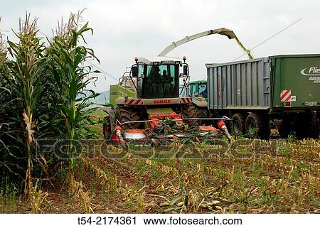 Corn harvest in Southern Germany View Large Photo Image Stock Image - Corn harvest in Southern Germany. Fotosearch
