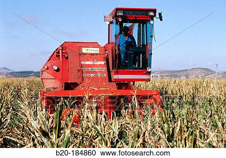 Corn harvesting. Navarre. Spain View Large Photo Image Stock Image - Corn harvesting. Navarre. Spain. Fotosearch