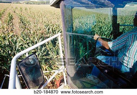 Corn harvesting. Navarre. Spain View Large Photo Image Stock Image - Corn harvesting. Navarre. Spain. Fotosearch