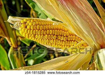 Corn in a corn field, Asturias, Spain View Large Photo Image Stock Photography - Corn in a corn field, Asturias, Spain. Fotosearch