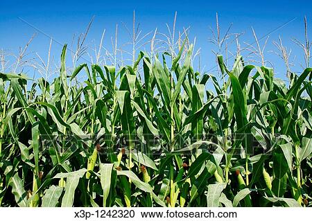Corn LLeida, Catalonia, Spain View Large Photo Image Stock Image - Corn LLeida, Catalonia, Spain. Fotosearch